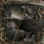 It’s Baby Season! Florida’s Late Winter Surprises