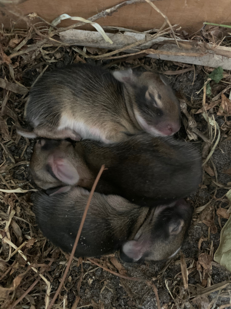 It’s Baby Season! Florida’s Late Winter Surprises