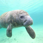 A Manatee’s Refuge for the Winter!