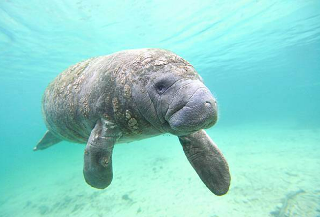 A Manatee’s Refuge for the Winter!