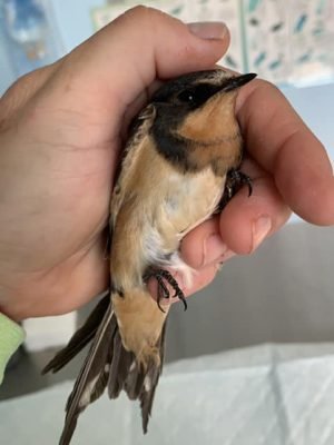 68673336_2779192995425742_6157546380068913152_n