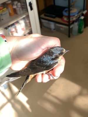 68775261_2779192895425752_1726196022536830976_n