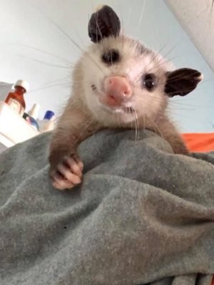 70990567_2852840801394294_9010631071049449472_n